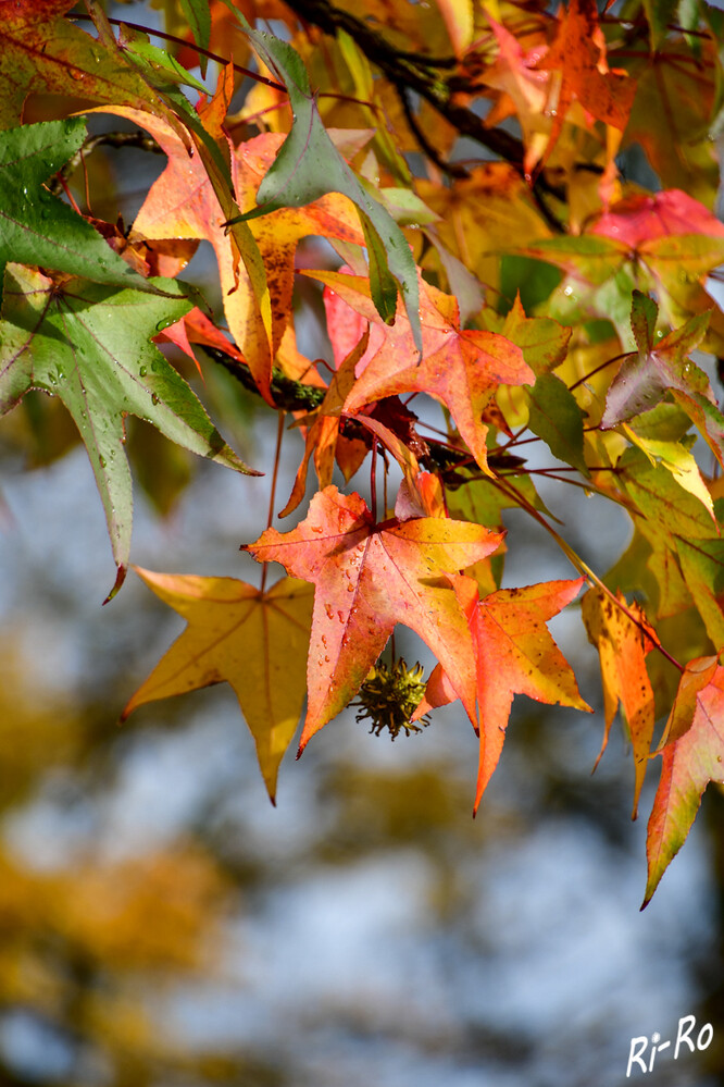 11 - Herbstlaub
es erwartet uns eine wahre Farbenpracht die Blätter leuchten in Rot, Gelb oder Orange. Der Zeitraum, in dem diese fallen, liegt im Allgemeinen irgendwo zwischen Anfang Oktober u. Ende November. (mdr)
Schlüsselwörter: 2024
