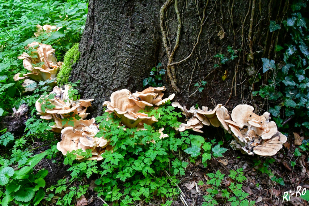 Umrundet
Bäume stehen in einem ständigen Austausch mit ihrer Umwelt. Dazu gehört auch, dass sie von Schwächeparasiten wie dem Riesenporling befallen werden können. Der Baumpilz siedelt sich an Laubbäumen an, die geschwächt sind u. ihre Wunden nicht überwallen konnten. (baumpflege-und-garten)
Schlüsselwörter: 2025