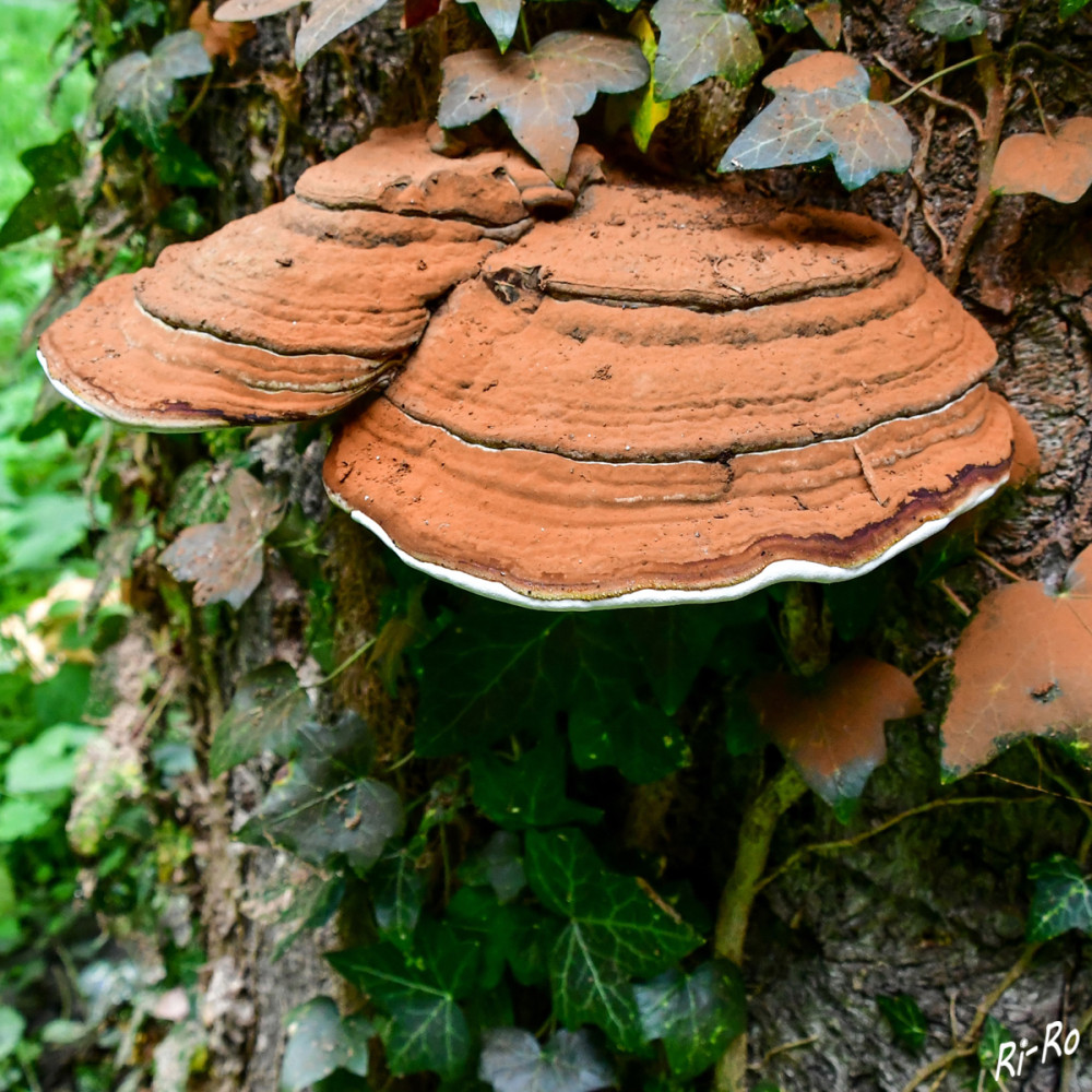 Zunderpilze
Der Zunderschwamm (Fomes fomentarius) auch Blutschwamm, Wundschwamm oder Falscher Feuerschwamm genannt, ist ein mehrjähriger Ständerpilz der zu den Porlingen zählt. Dieser, vorwiegend an Buchen, Eichen u. Birken, je nach geographischer Lage, vorkommende Pilz, erzeugt Kernfäule u. zerstört vorgeschädigtes Holz. (zunderwerkstatt)
Schlüsselwörter: 2025