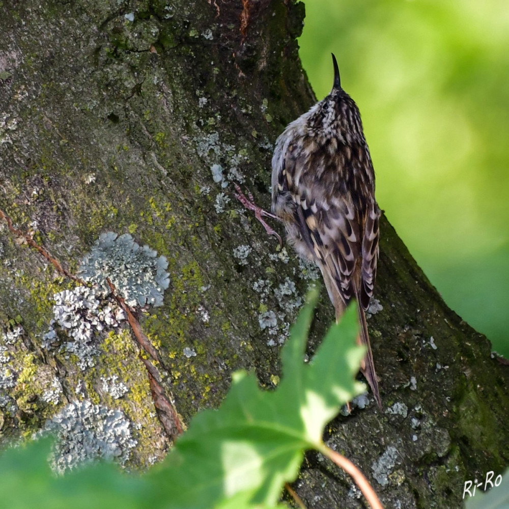 Am Stamm
Der kleine Baumläufer hat sich mit seinen langen Krallen u. dem spitzen Schnabel an das Leben in der Senkrechten angepasst. In der Rinde sucht er entlang des Baumstamms nach Nahrung. (nabu)
Schlüsselwörter: 2025