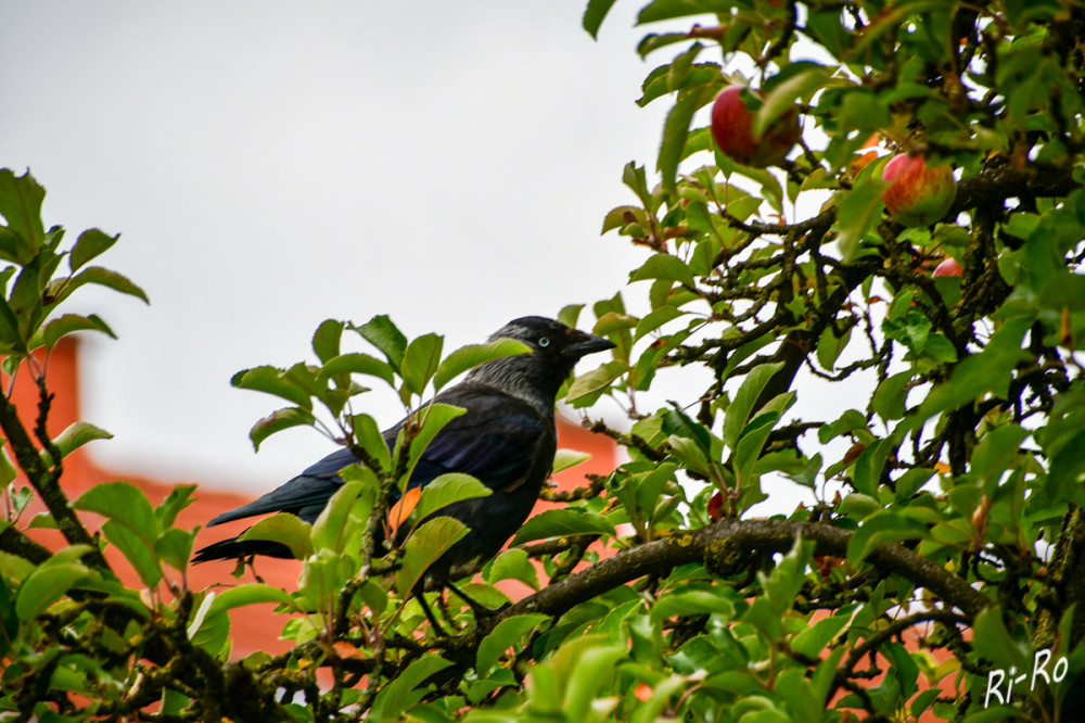 Dohle
Äpfel, welcher wird es werden?
Dohlen sind Allesfresser u. ihre Ernährung ist sehr vielfältig. Auf dem Speiseplan stehen u. a. Beeren, Früchte, Nüsse, Mäuse, Insekten, Abfälle, Schnecken u. Fische. (lt. KI)
Schlüsselwörter: 2025