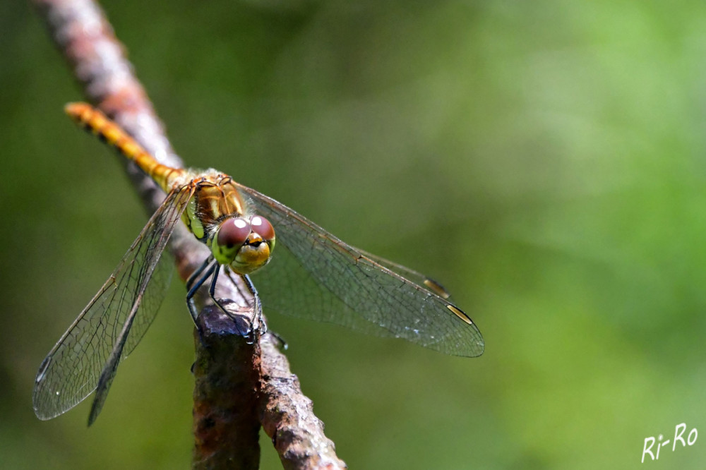 Gelandet
Die Libelle zählt zu den Fluginsekten u. ist auf nahezu allen Kontinenten der Erde, sogar in arktischen Regionen anzutreffen. Sie sind Räuber u. ernähren sich von anderen Tieren. (naturpark-detektive)
Schlüsselwörter: 2025