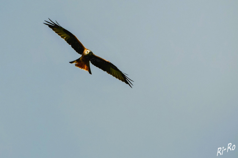 Greifvogel
Der Rotmilan ist mit circa 65 cm Körpergröße größer als der Mäusebussard. Der überwiegend rostrote Greifvogel mit schwarzen u. weißen Feldern auf der Unterseite u. grauem Kopf bewegt sich im Flug spielerisch u. äußerst elegant. (deutschewildtierstiftung)
Schlüsselwörter: 2025