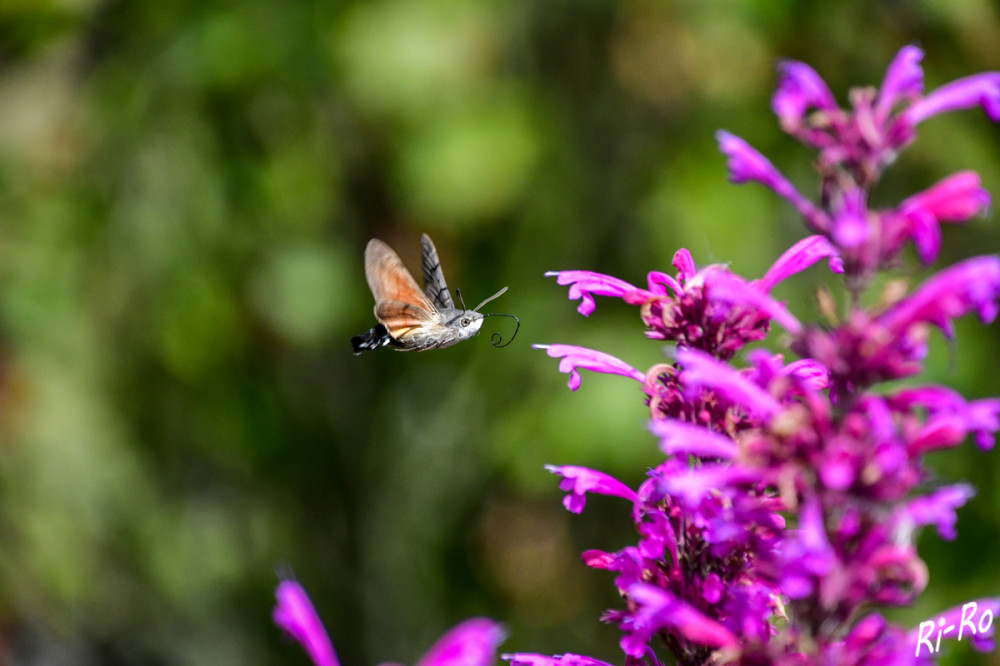 Durstiger Luftakrobat
Das Taubenschwänzchen beeindruckt in Gärten u. Parkanlagen durch seine ausgefallenen Flugkünste. Wie ein Kolibri schwirrt das Insekt mit seinem langen Rüssel von Blüte zu Blüte, um aus den Blütenkelchen den energiereichen Nektar zu trinken. (naturstudium)
Schlüsselwörter: 2025