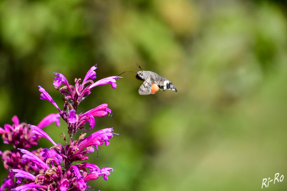 Taubenschwänzchen
wenn es sich eine Blüte ausgesucht hat, schwirrt es stehend wie ein kleiner Hubschrauber über der Nektarquelle. Dann rollt es seinen Saugrüssel aus u. führt ihn zielsicher in die Blüte ein. (naturstudium)
Schlüsselwörter: 2025