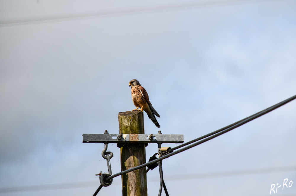 Wendiges Köpfchen
Der Turmfalke kann, wie alle anderen Falkenarten, seinen Kopf um 180 Grad drehen.
Die Hauptbeute von Turmfalken sind Wühlmäuse, also Erd- u. Feldmäuse. Um diese Tiere im hohen Gras zu entdecken, haben Turmfalken eine besondere Superkraft. Sie können nämlich die ultravioletten Farbanteile im Urin der Mäuse wahrnehmen u. spüren ihre Beute auf, indem sie einfach den Spuren der Mäuse folgen. (vogelgucker)
Schlüsselwörter: 2025