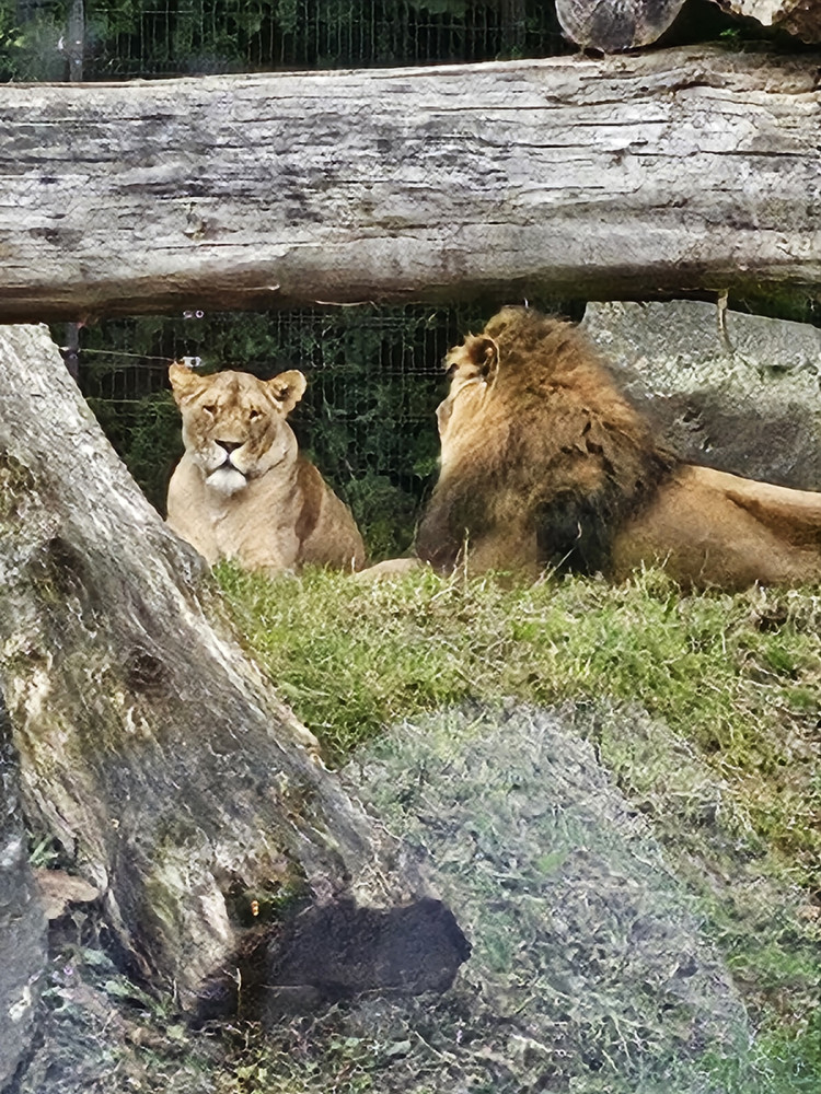 Tiere "Majestetisch"
Ralf
Schlüsselwörter: 2026