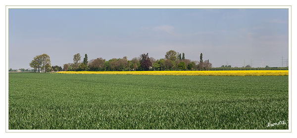 Naturfarben
Schlüsselwörter: Raps Rapsfeld