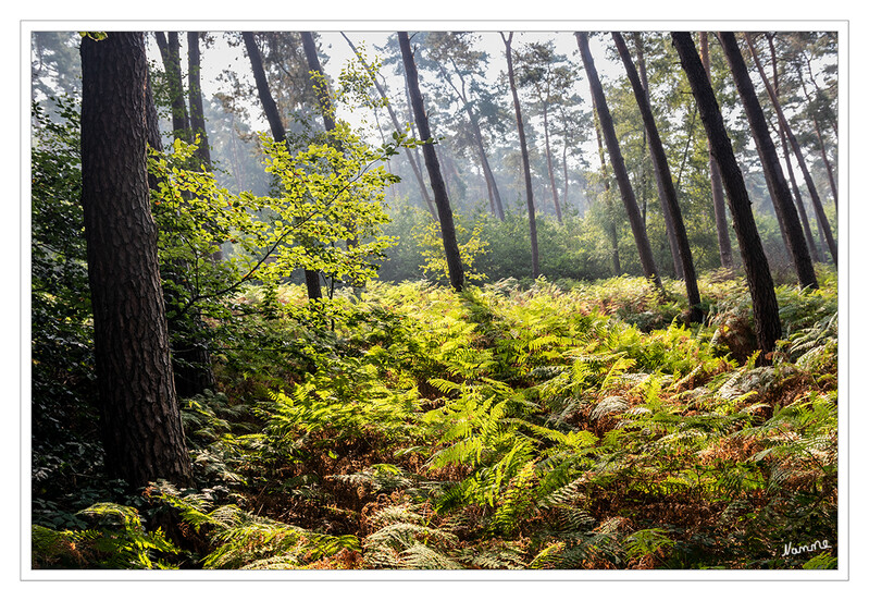 Lichtdurchflutet
Schlüsselwörter: Wald; Farn; Reichswald