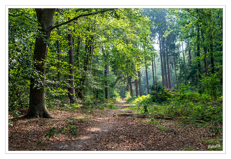 Herbstlicher Weg
Schlüsselwörter: Reichswald;