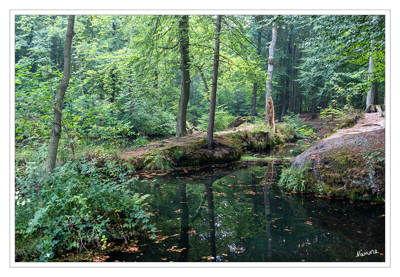 Spiegelung
Weiher der 7 Quellen in Nüttingen
Schlüsselwörter: Reichswald;