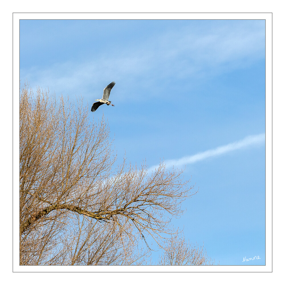 Reiher
im Flug
Schlüsselwörter: Reiher; 