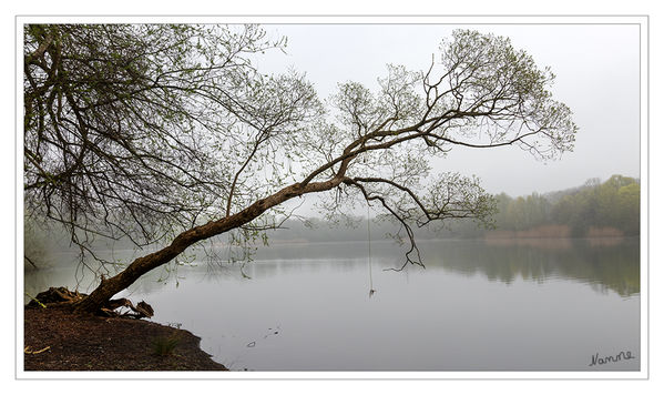 Morgens
mit Nebel
Schlüsselwörter: Reuschenberger See