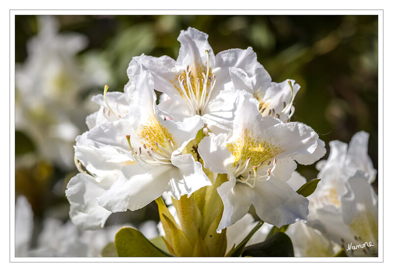 Rhododendron
Jedes Frühjahr versinken Gärten und Parks in einem Farbenmeer. Grund sind die imposanten Rhododendren der gleichlautenden Pflanzengattung. Zu ihr gehören mehr als 1.000 Arten, die überwiegend auf der Nordhalbkugel verbreitet sind. Sie wachsen als zwergiger Strauch im arktischen Norden bis baumförmig ins warme Südostasien. laut baldur-garten
Schlüsselwörter: Rhododendron; weiß