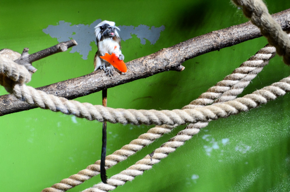 Tiergarten Kleve - Lisztaffe
Perla
Schlüsselwörter: 2025