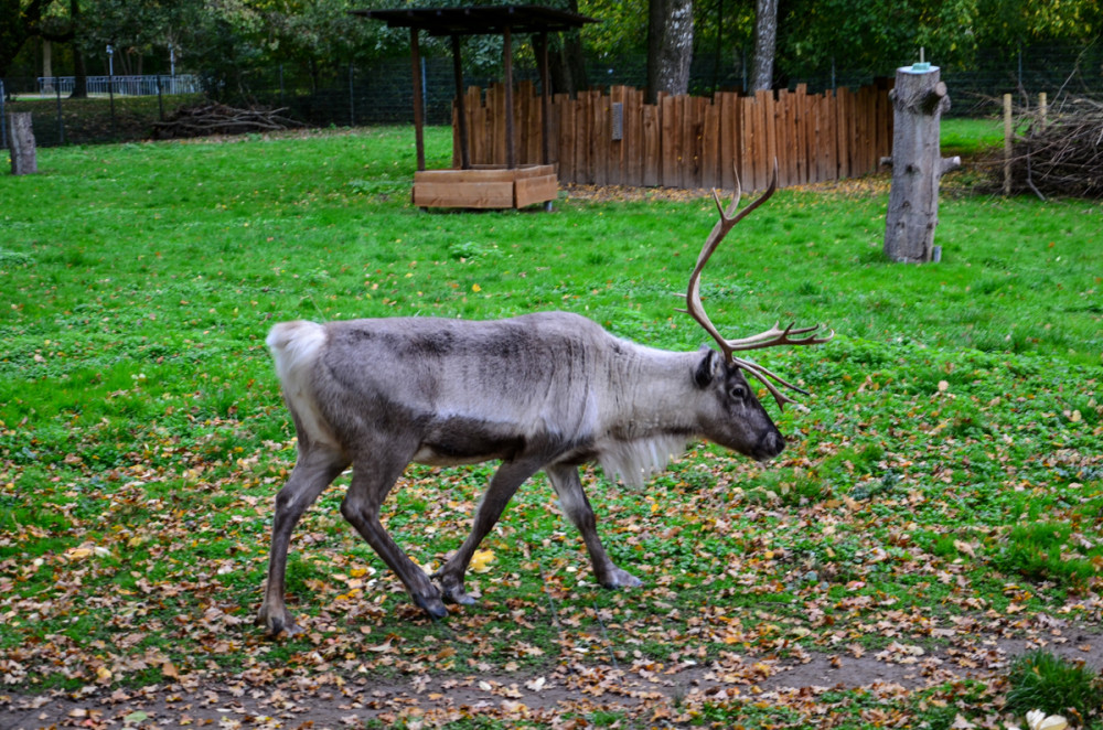 Tiergarten Kleve - Rentier
Perla
Schlüsselwörter: 2025