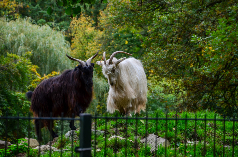 Tiergarten Kleve - Bulgarische schraubenhörnige Langhaarziegen
Perla
Schlüsselwörter: 2025