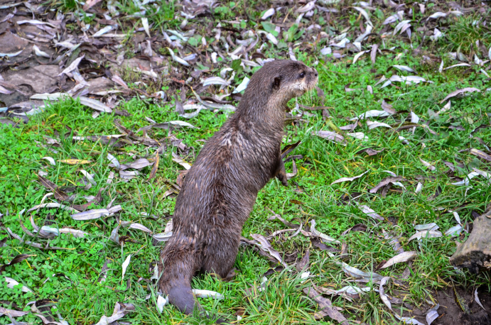 Tiergarten Kleve - Zwergkrallenotter
Perla
Schlüsselwörter: 2025