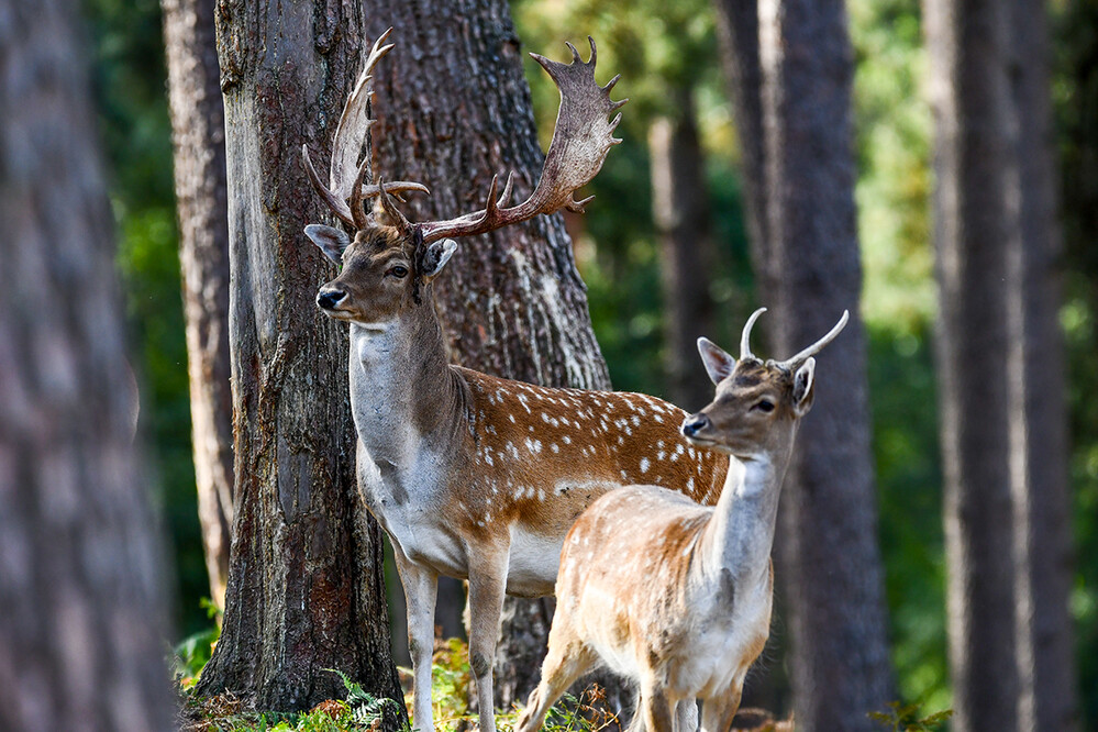 Tiere „Alt und Jung“
Roland
Schlüsselwörter: 2022