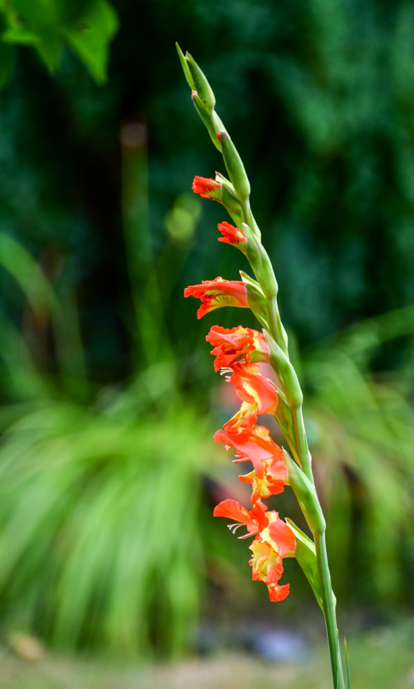 Alles was blüht "Gladiole"
Roland
Schlüsselwörter: 2026