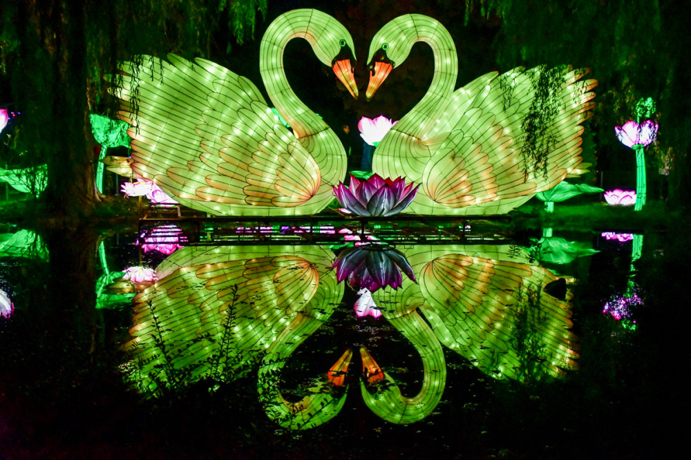 China Lights - Verliebte Schwäne
Roland
Schlüsselwörter: 2025