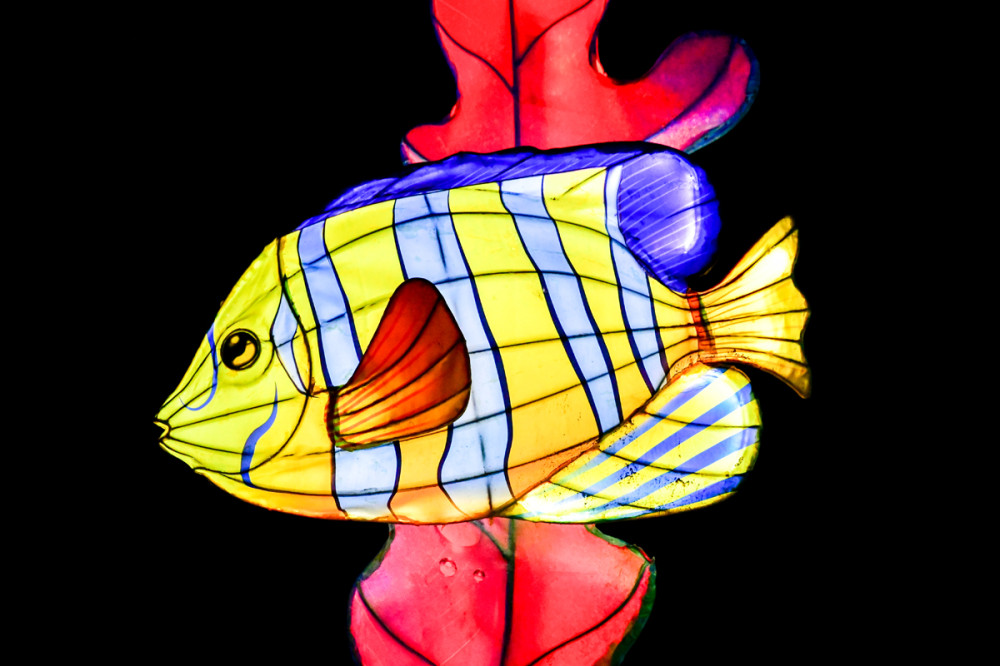 China Lights - Zwergkaiserfisch
Roland
Schlüsselwörter: 2025