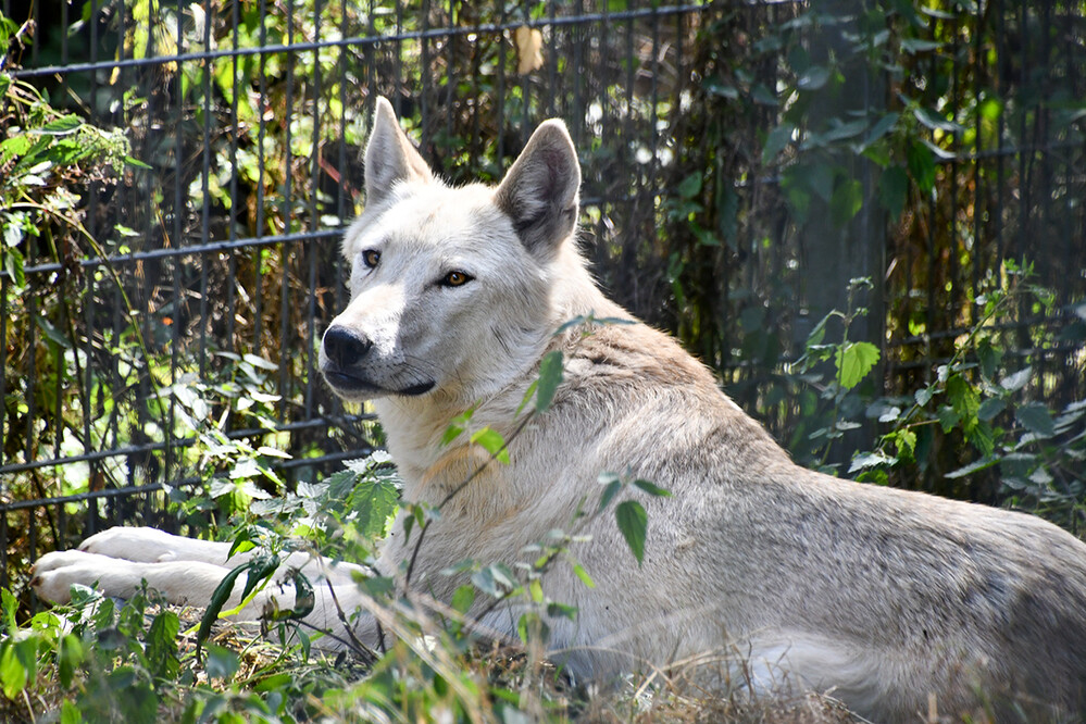 Tiere „Wolf“
Roland
Schlüsselwörter: 2022