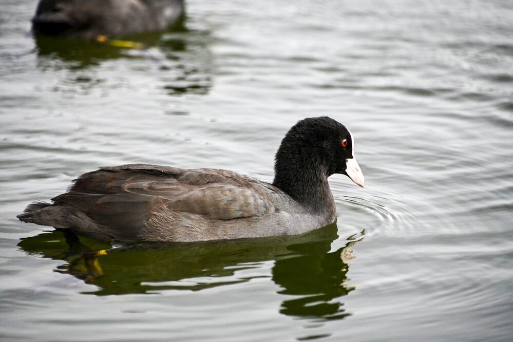 Tiere „Bläßralle“
Roland
Schlüsselwörter: 2022