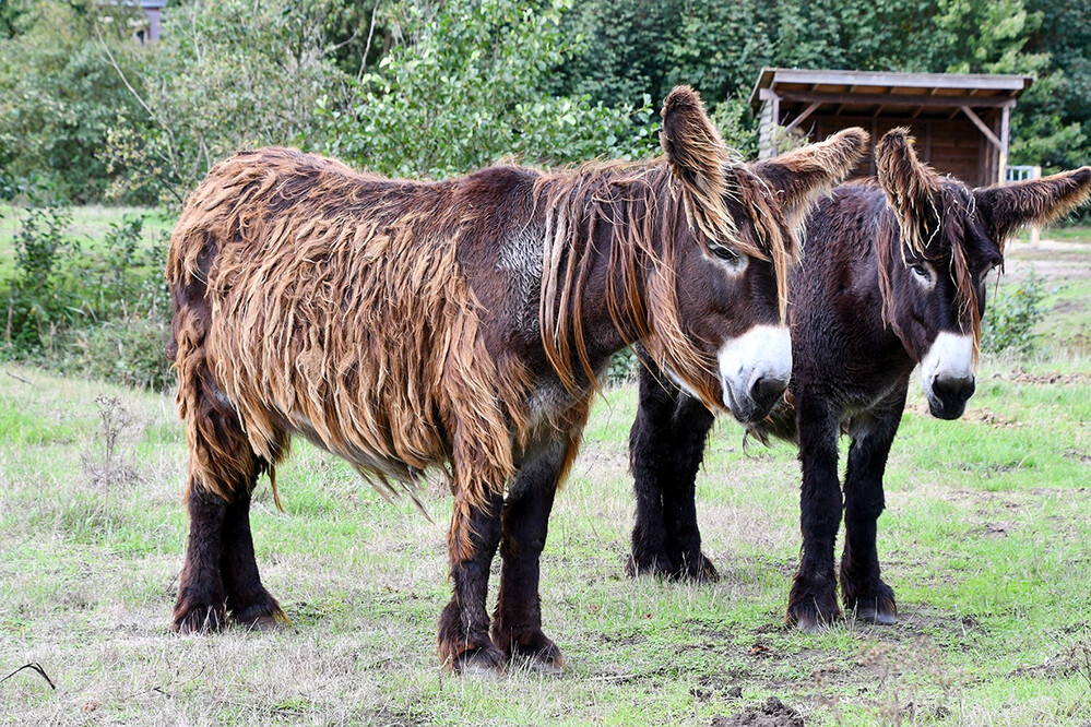 Tiere „Poitou-Esel“
Roland
Schlüsselwörter: 2022