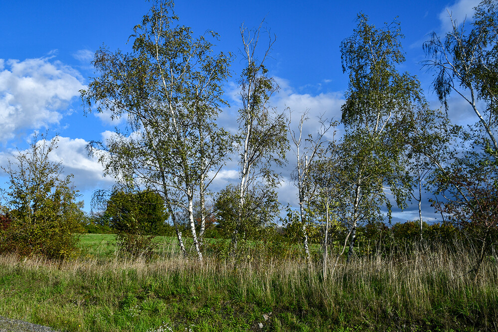 Landschaften „Birken“
Roland
Schlüsselwörter: 2022