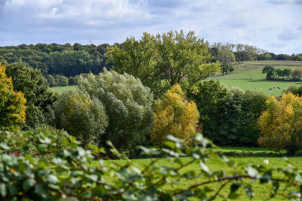 Landschaften „Bauernschaft“
Roland
Schlüsselwörter: 2022