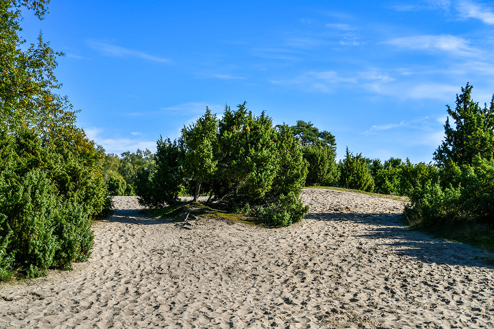 Landschaften „Haltern Borkenberge“
Roland
Schlüsselwörter: 2022