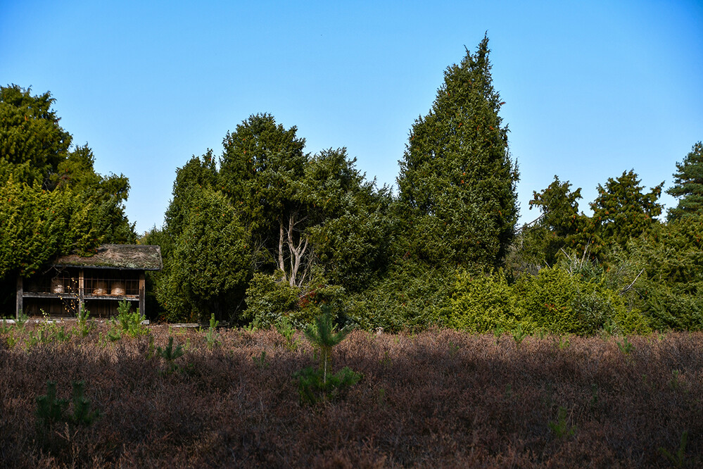 Landschaften „Westruper Heide“
Roland
Schlüsselwörter: 2022