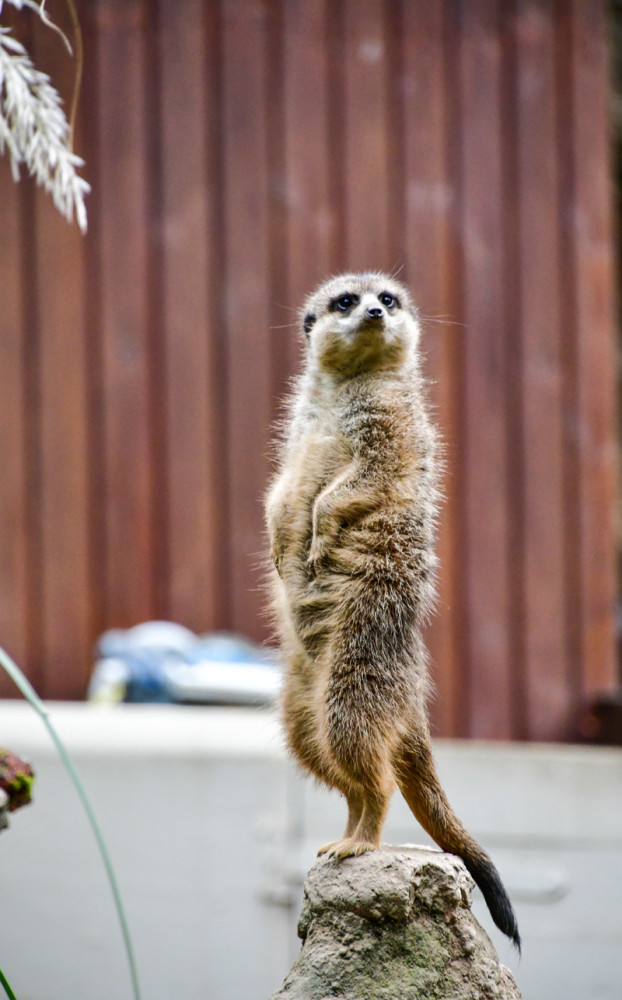 Tiergarten Kleve - Erdmännchen
Roland
Schlüsselwörter: 2025