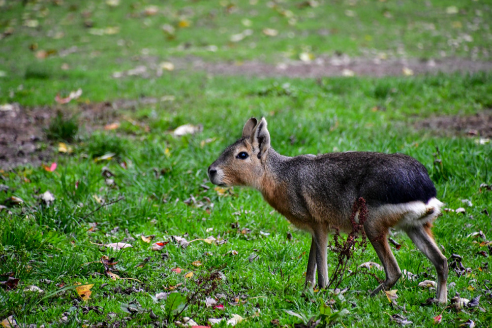 Tiergarten Kleve - Großer Mara
Roland
Schlüsselwörter: 2025