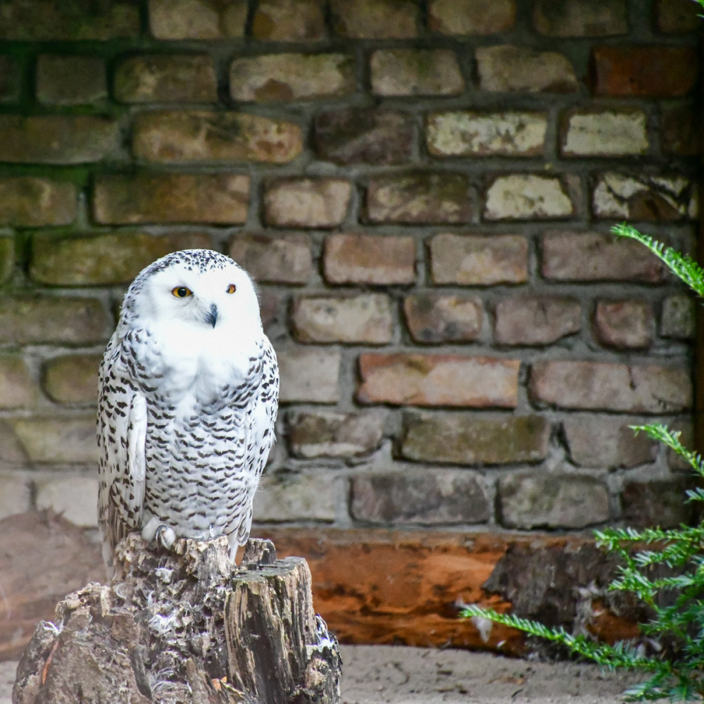 Tiergarten Kleve - Schneeeule
Roland
Schlüsselwörter: 2025