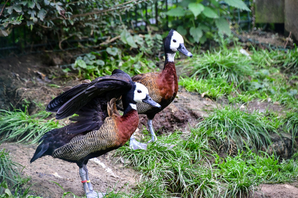 Tiergarten Kleve - Witwenpfeifgänse
Roland
Schlüsselwörter: 2025