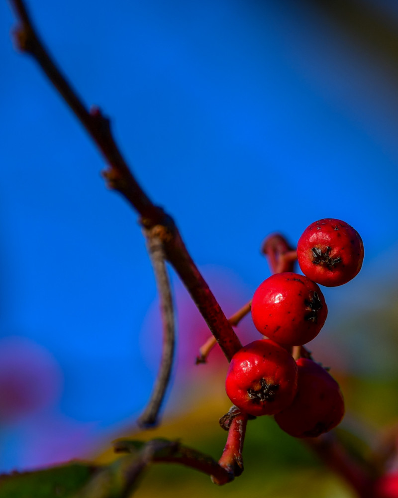 Minimalistisch "Fruchtschmuck""
Roland
Schlüsselwörter: 2026