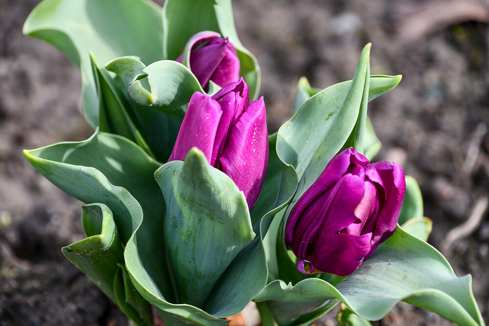 Nahaufnahme "Tulpen"
Roland
Schlüsselwörter: 2023