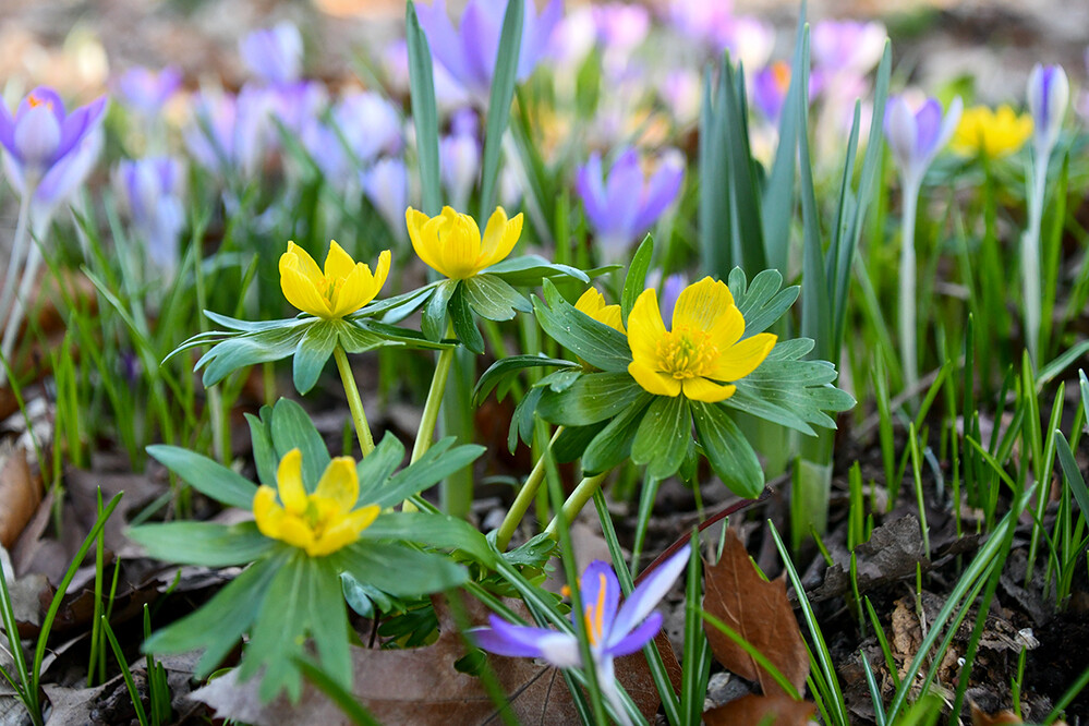 Nichts ist perfekt „Blüten“
Roland
Schlüsselwörter: 2023