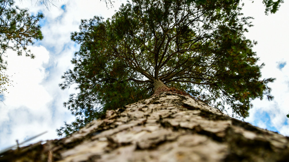Schloss Paffendorf - Korsische Kiefer
Roland
Schlüsselwörter: 2025