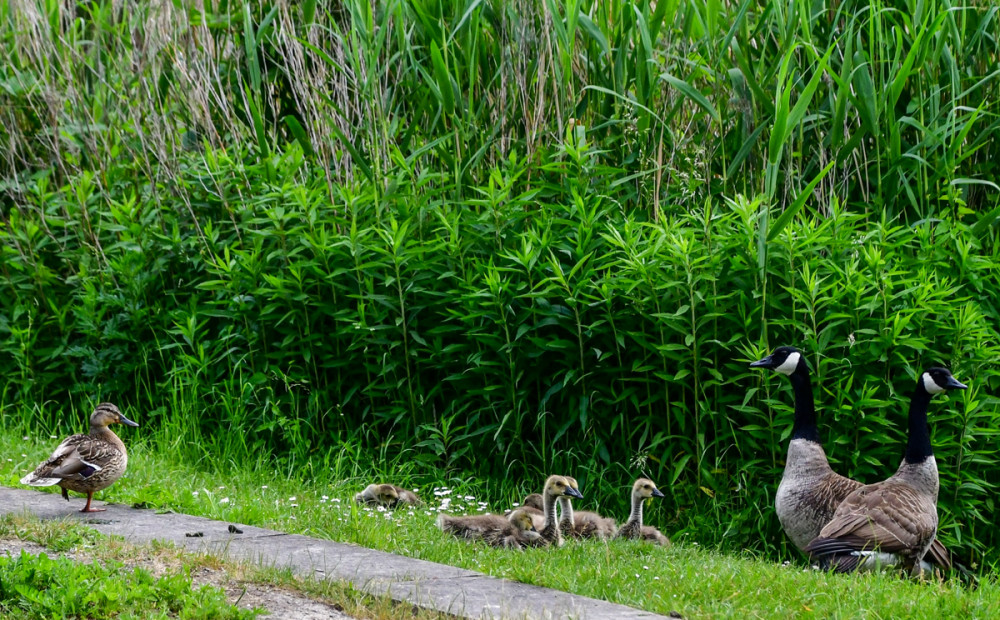 Tiere  „Besuch der Ente bei den Kanadagänsen“
Roland
Schlüsselwörter: 2026
