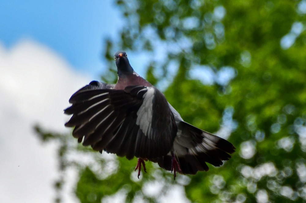 Tiere "Im Flug"
Roland
Schlüsselwörter: 2026