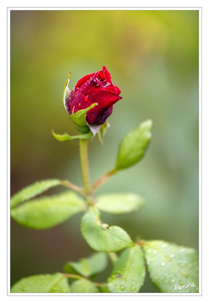 Ich trotze dem Wetter
Schlüsselwörter: Rose