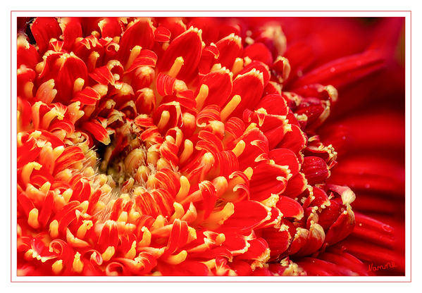 Rot
Nah heran an eine Gerbera
Schlüsselwörter: Rot, Gerbera