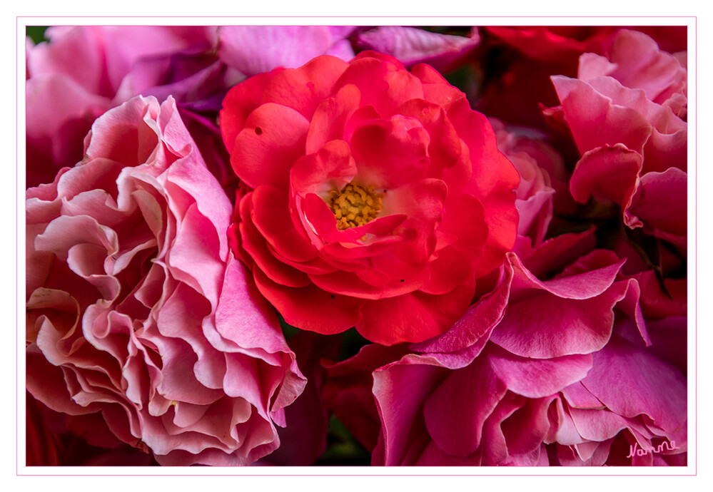 Die Farbe Rot
Die Rose wird seit der griechischen Antike als „Königin der Blumen“ bezeichnet. Rosen werden seit mehr als 2000 Jahren als Zierpflanzen gezüchtet. Das aus den Kronblättern gewonnene Rosenöl ist ein wichtiger Grundstoff der Parfumindustrie. laut Wikipedia
Schlüsselwörter: rot; Rosen