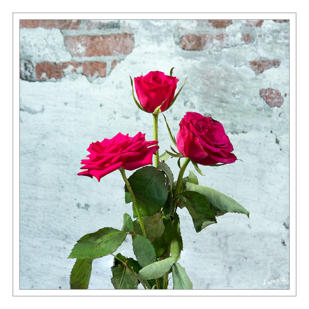 Rote Rosen
Schlüsselwörter: 2025