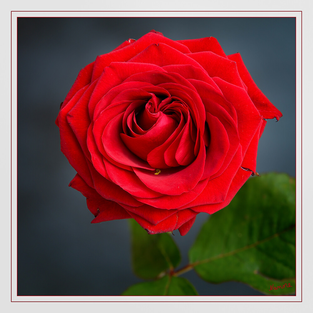 Rote Rose
Rote Rosen sind seit Jahrhunderten ein Symbol für Liebe und Leidenschaft.
