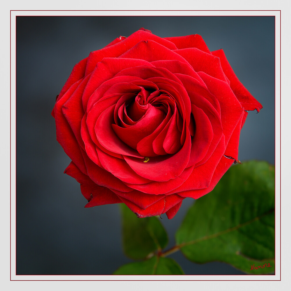 Rote Rose
Rote Rosen sind seit Jahrhunderten ein Symbol für Liebe und Leidenschaft.
