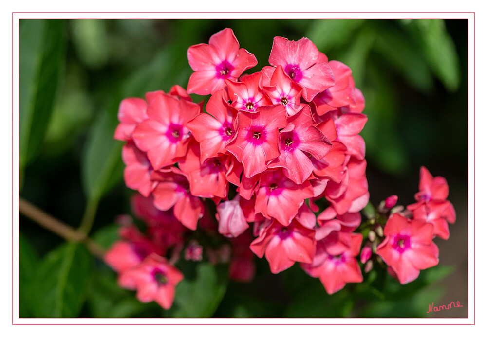 31 - Roter Phlox
Der Phlox ist die Bauerngartenpflanze schlechthin. Mit grandiosen Blüten und tollem Duft lässt er das Gärtnerherz höher schlagen. Sie sind eine Pflanzengattung innerhalb der Familie der Sperrkrautgewächse (Polemoniaceae)
2021
